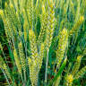 Озимая пшеница сорт Юка