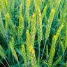 Озимая пшеница сорт Таня