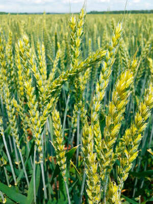 Озимая пшеница сорт Антонина